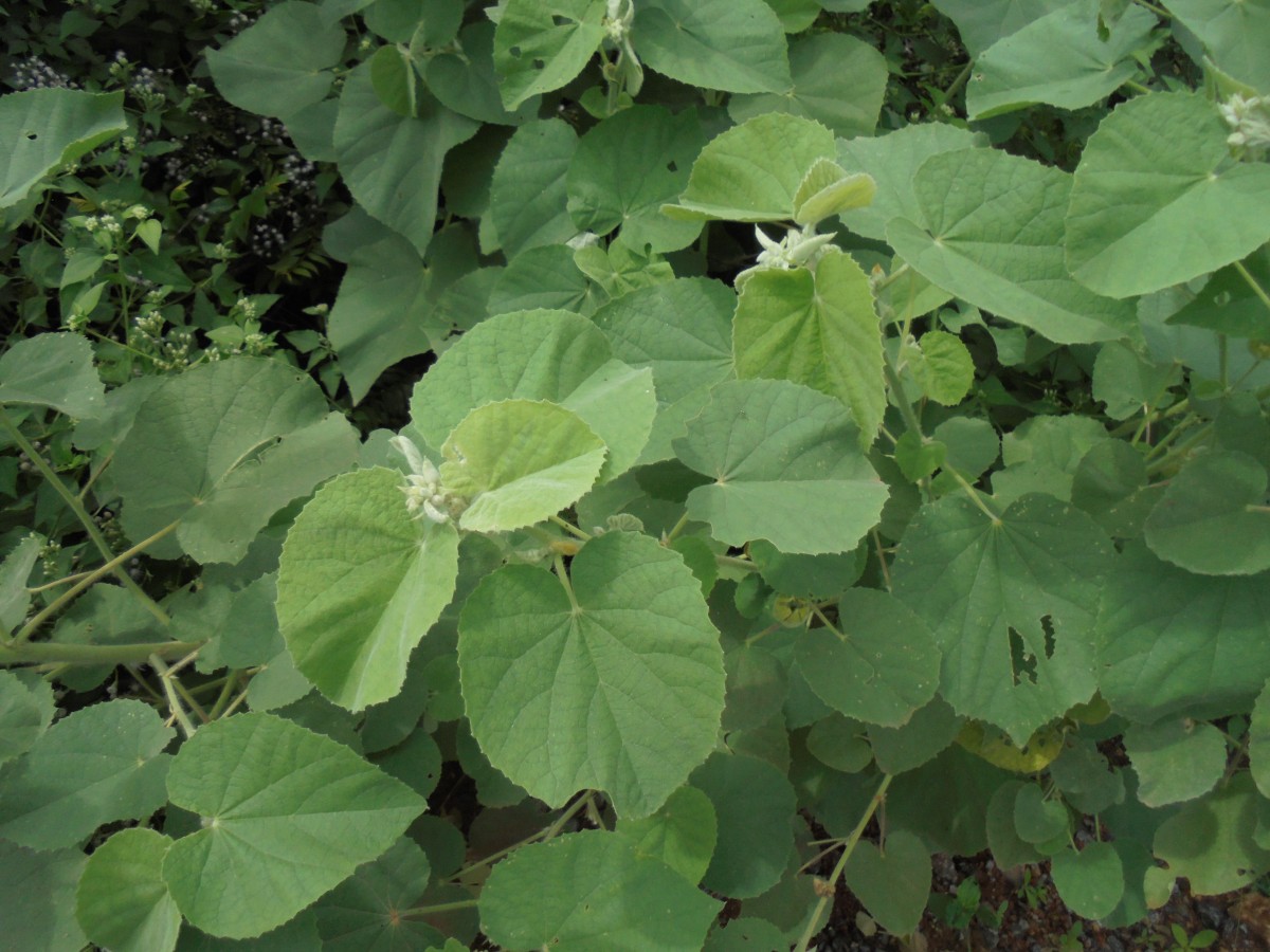 Abutilon pannosum (G.Forst.) Schltdl.